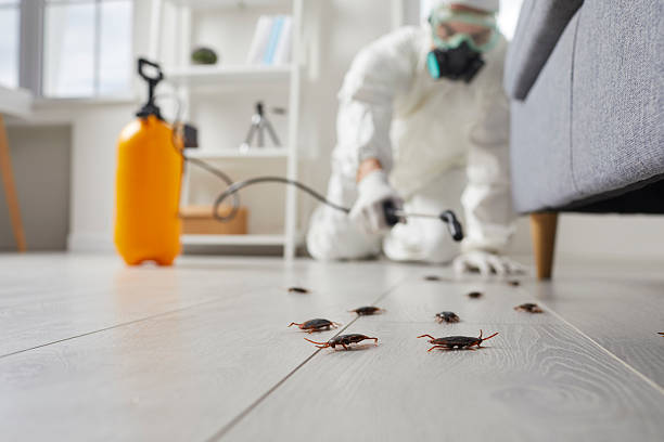 Affordable Termite Control solutions in Campbell, MO